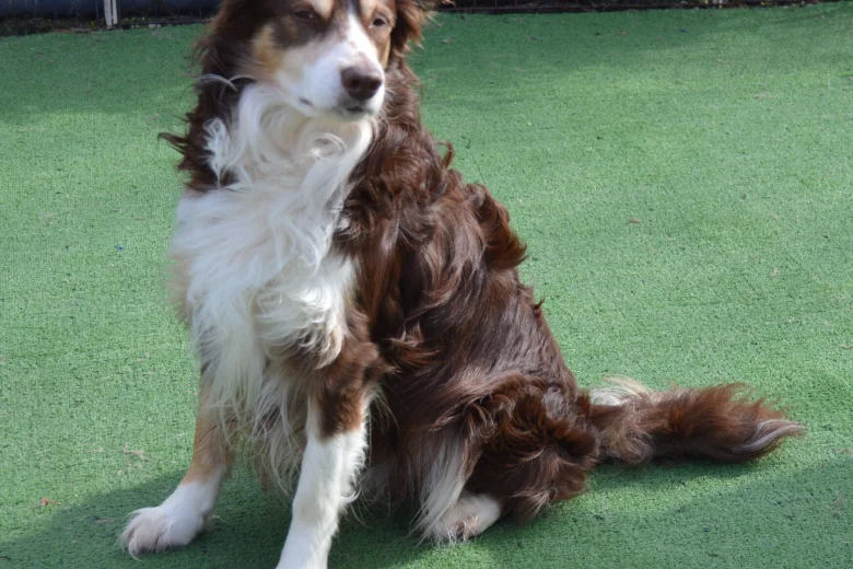 Border Collie