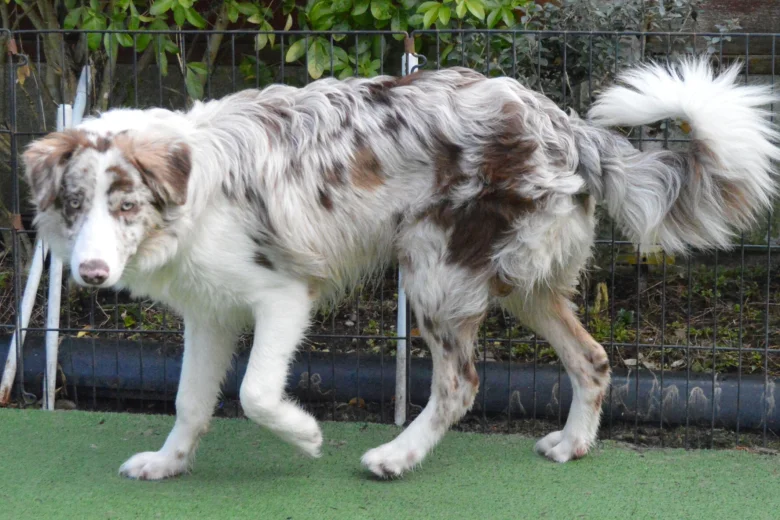 Border Collie
