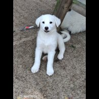 Mixed Breed - Both