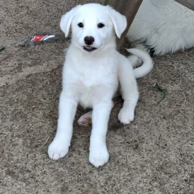 Samoyed - Both