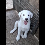 Mixed Breed - Both