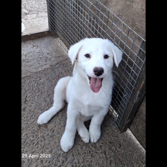 Mixed Breed - Both