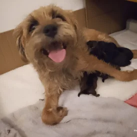 Border Terrier - Both