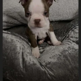 Boston Terrier - Both