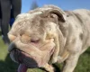 English Bulldog