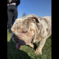 English Bulldog