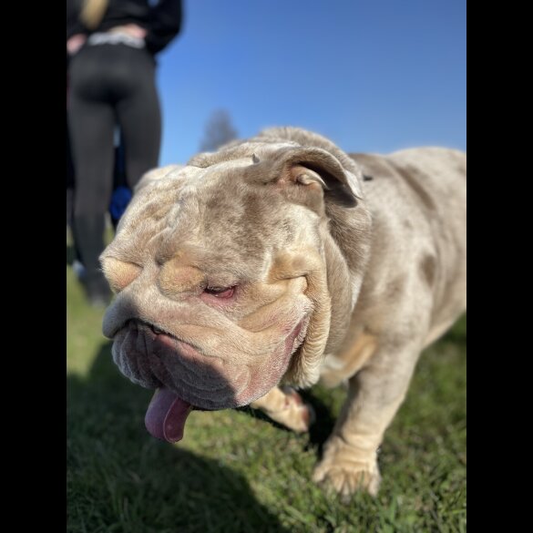 English Bulldog