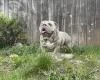 English Bulldog