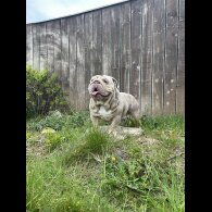 English Bulldog