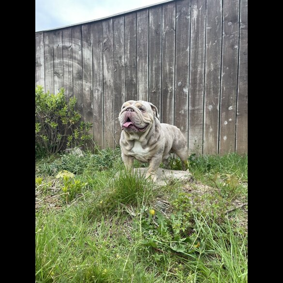 English Bulldog