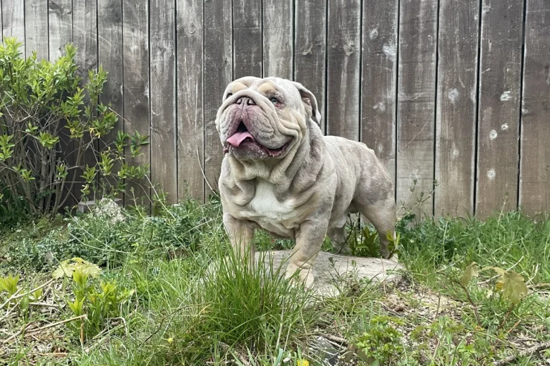 English Bulldog