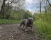 English Bulldog