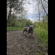 English Bulldog