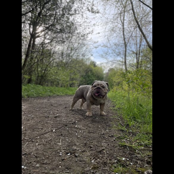 English Bulldog