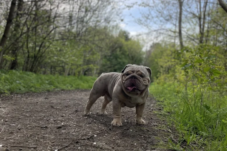 English Bulldog