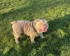 English Bulldog