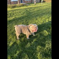 English Bulldog