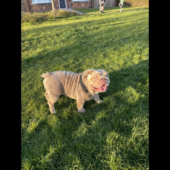English Bulldog