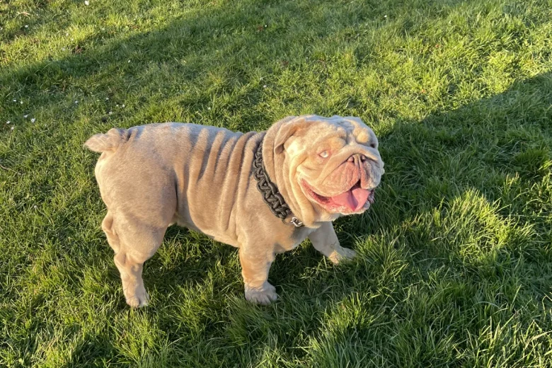 English Bulldog
