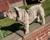 English Bulldog