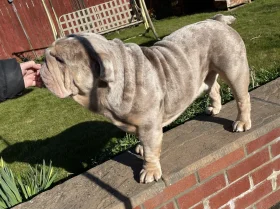 English Bulldog