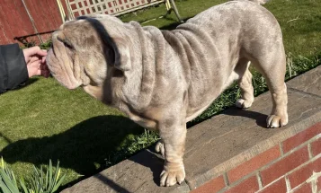 English Bulldog