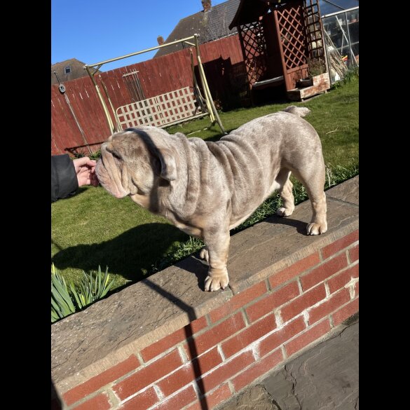 English Bulldog