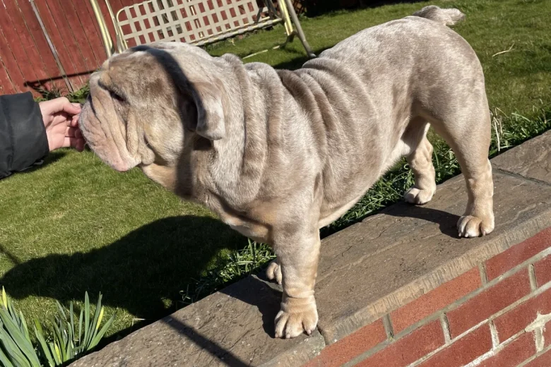 English Bulldog