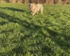 English Bulldog