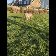 English Bulldog