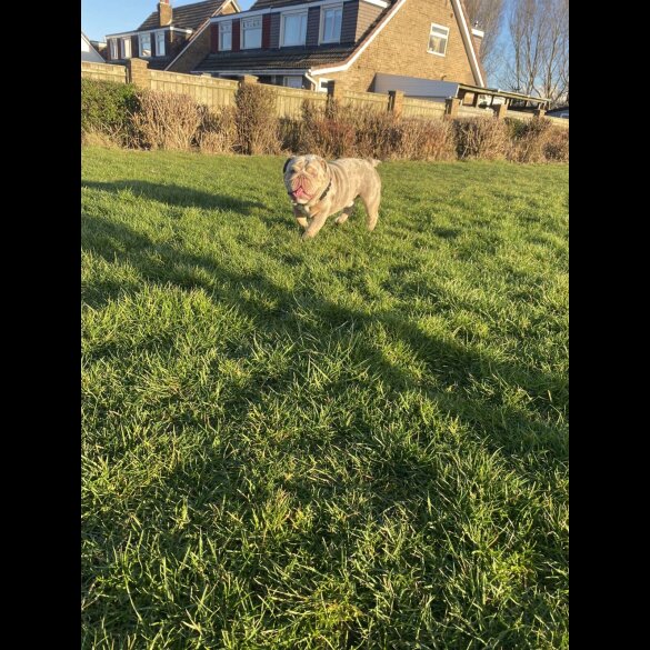 English Bulldog