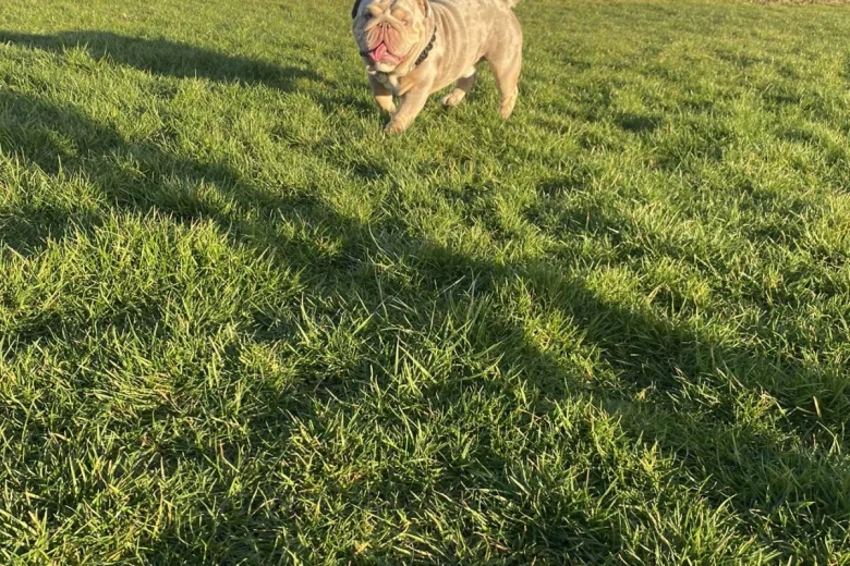 English Bulldog
