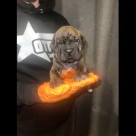 Cane Corso - Both