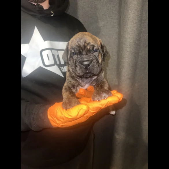Cane Corso - Both