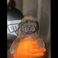 Cane Corso - Both