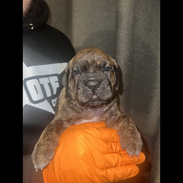 Cane Corso - Both