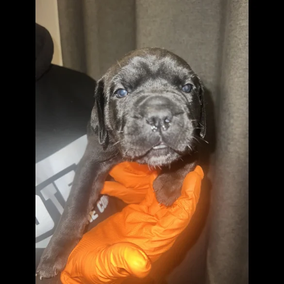Cane Corso - Both