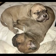 Cane Corso - Both