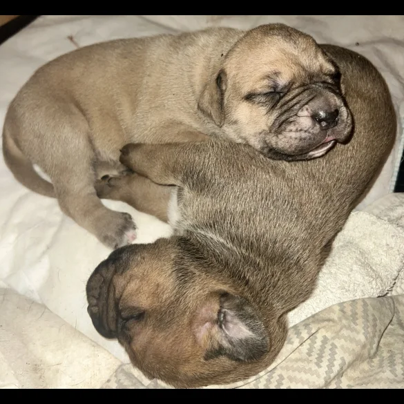 Cane Corso - Both