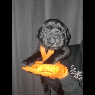 Cane Corso - Both