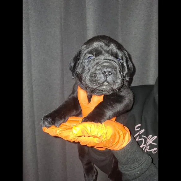 Cane Corso - Both