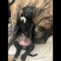 Cane Corso - Both