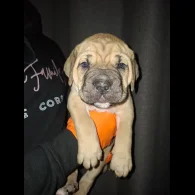 Cane Corso - Both