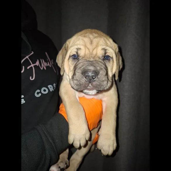Cane Corso - Both