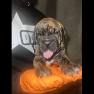 Cane Corso - Both