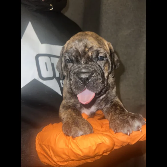 Cane Corso - Both