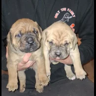 Cane Corso - Both