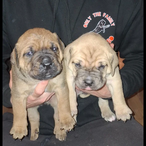 Cane Corso - Both
