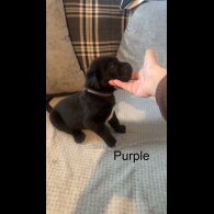 Cane Corso - Both