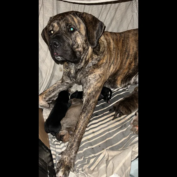 Cane Corso - Both